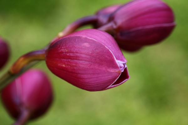 Rich Pink Orchid Buds by Joy Watson